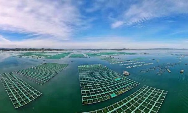 福建漳州 創新多樣化海水養殖模式，鍛造百億級現代漁業新格局